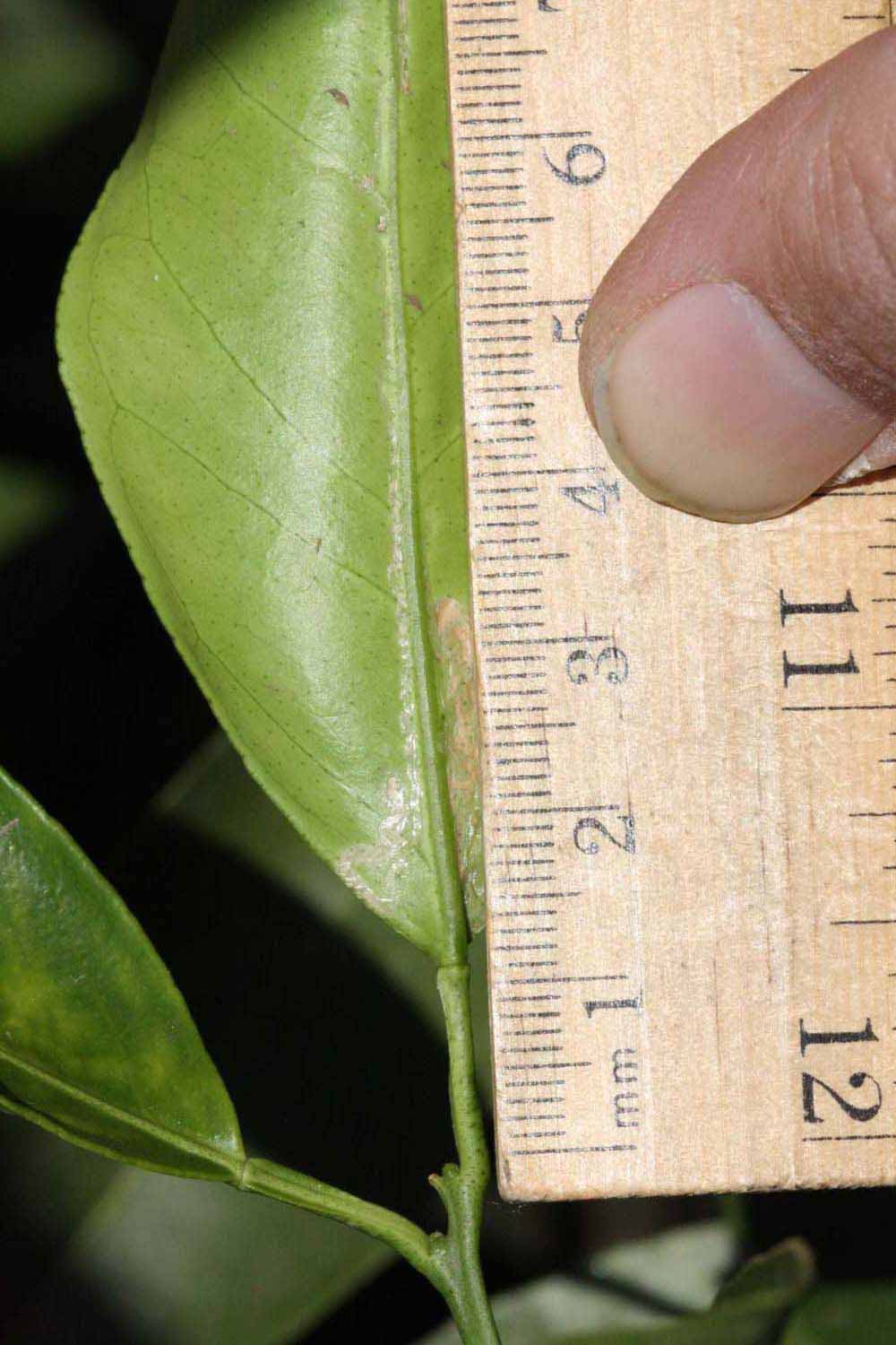              Unifoliolate leaf (Riverside, CA)       